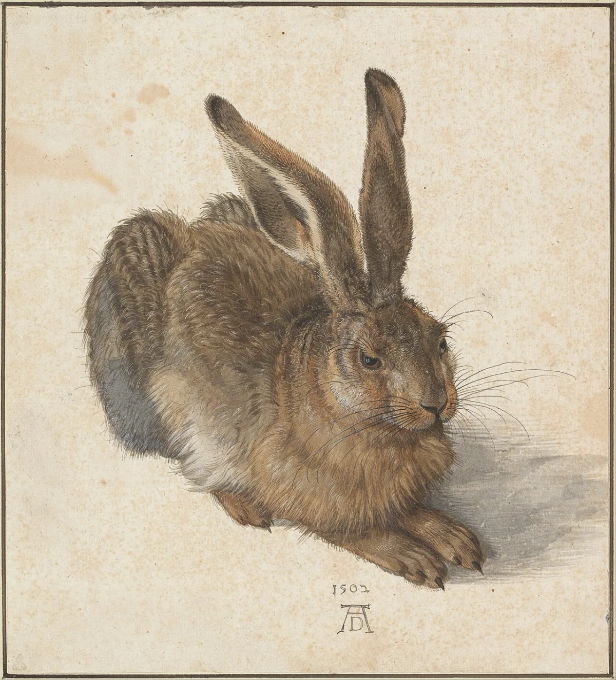 Aquarell eines sitzenden Feldhasen mit fein gemaltem Fell, Albrecht Dürer, 1502