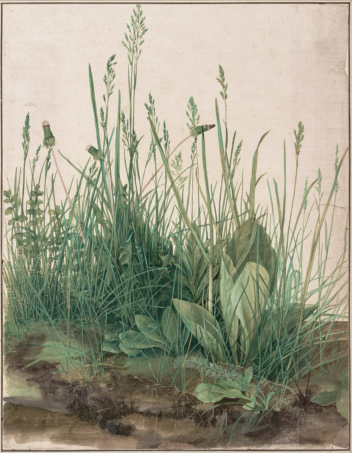 Aquarell eines Stücks Wiese mit Gräsern, Löwenzahn und Wegerich, Albrecht Dürer, 1503