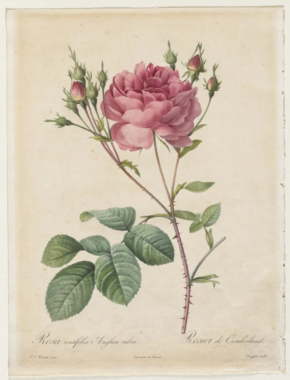 Botanische Darstellung einer rosa Zentifolie mit Knospen und Blättern