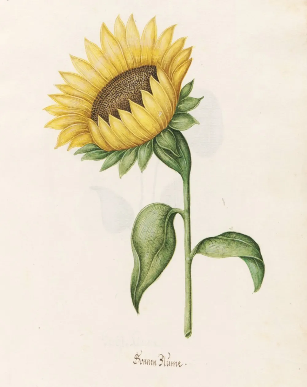Historisches Aquarell einer gelben Sonnenblume mit Stiel und zwei Blättern