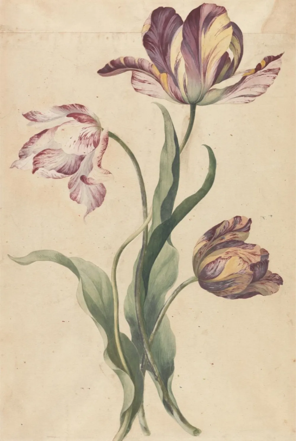Historisches Aquarell mit drei gestreiften Tulpen an langen Stielen