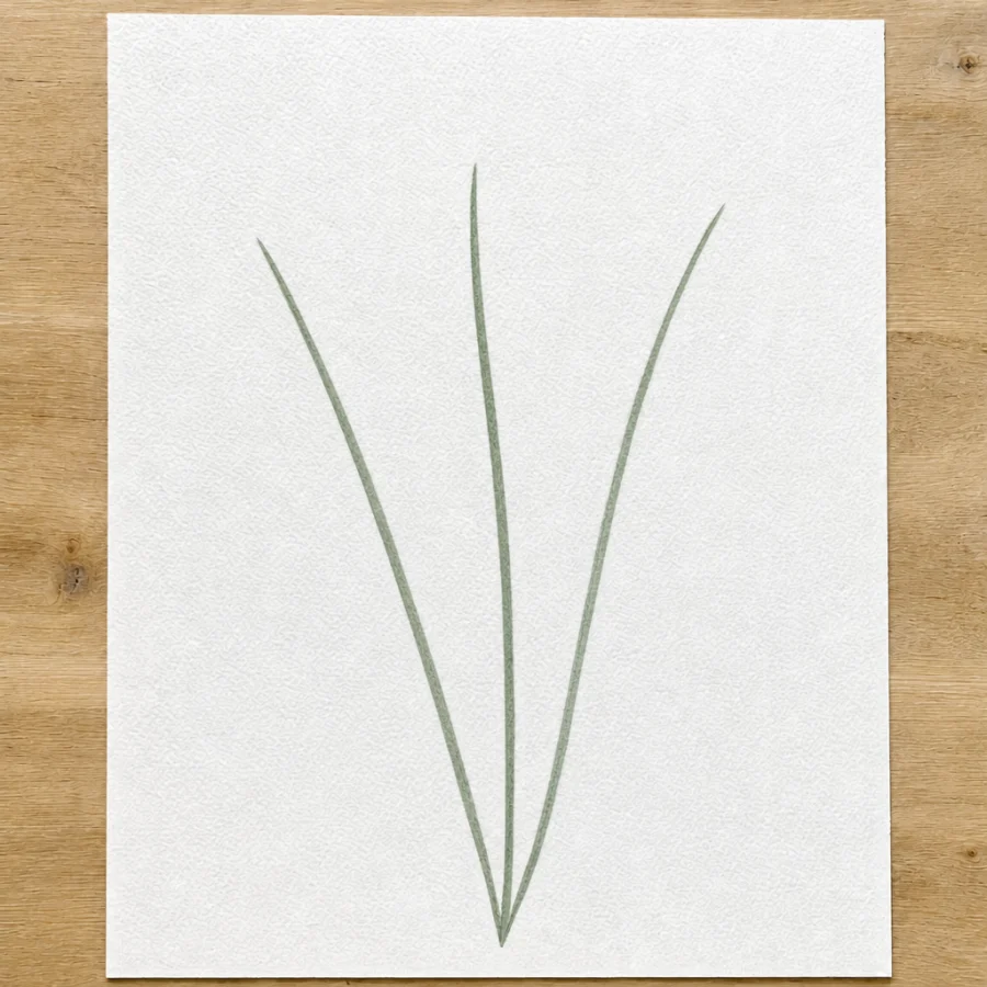 Lavendel, Schritt 2 von 5