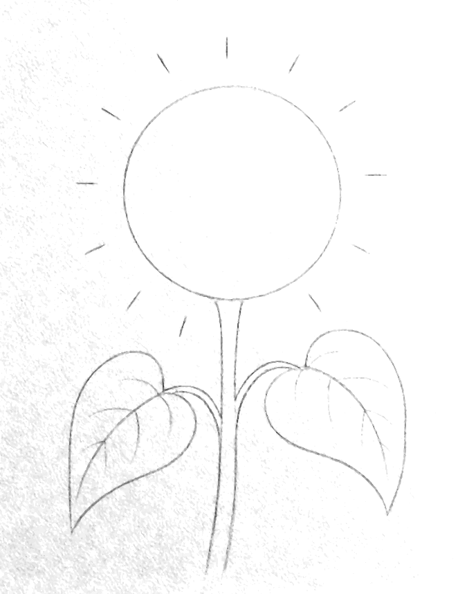 Aquarell-Vorlage Sonnenblume als Bleistiftzeichnung zum Ausdrucken