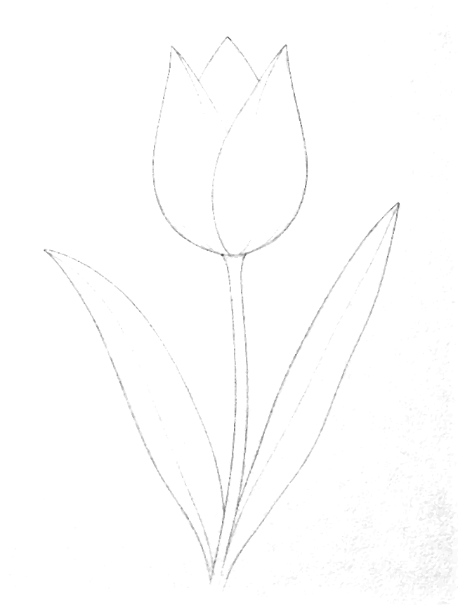 Aquarell-Vorlage Tulpe als Bleistiftzeichnung zum Ausdrucken